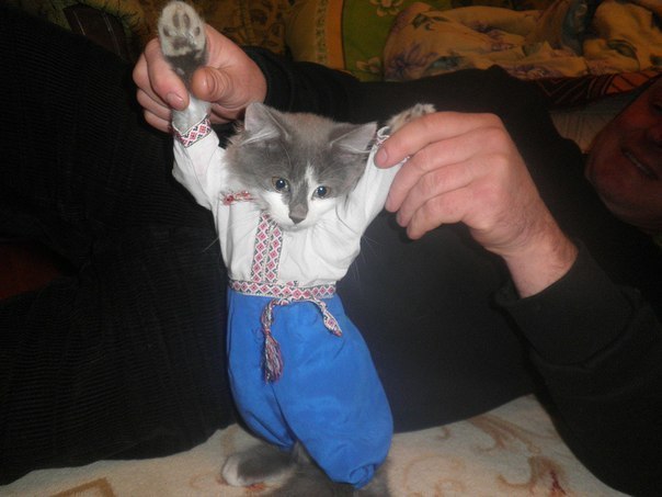Типичный украинский кот!