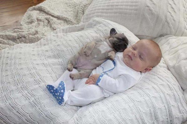 Фотограф из Пенсильвании Синди Кларк сделала снимки 3-месячного племянника в обнимку с щенками французского бульдога
