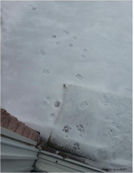 Обычная кошачья прогулка зимой