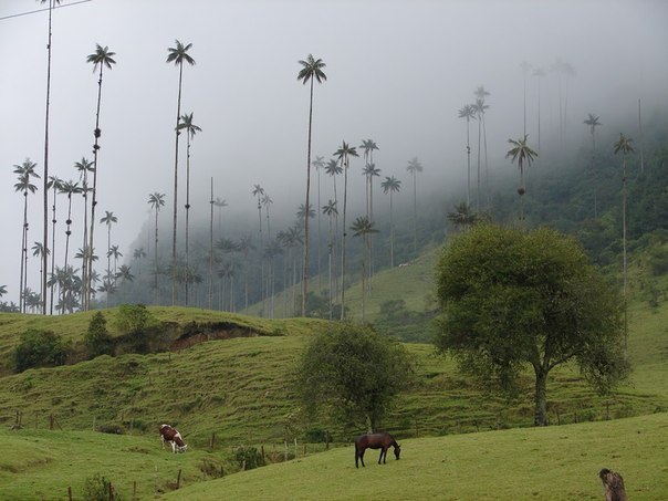 Долина Кокора - место произрастания восковой пальмы, высота которой достигает 80 метров. Муниципалитет Соленто.