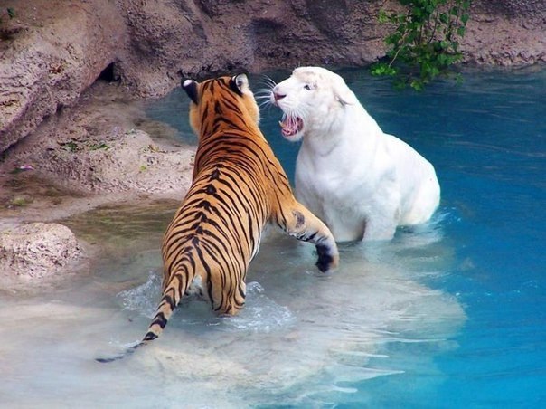 Тигры в зоопарке Лондона, Великобритания