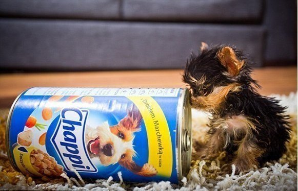 Самый маленький щенок в мире, который весит 250 граммов