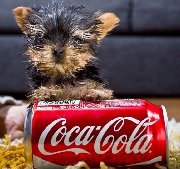 Самый маленький щенок в мире, который весит 250 граммов