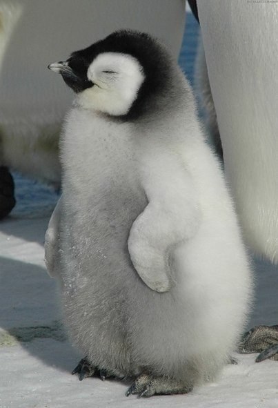 Счастливый маленький пингвин.