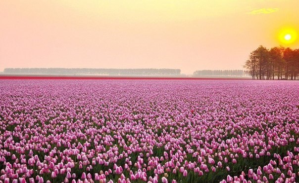 Поле тюльпанов ранним утром в Нидерландах.