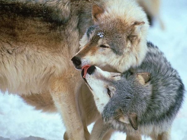 Знай, что волки - однолюбы. Псы же любят всех подряд...