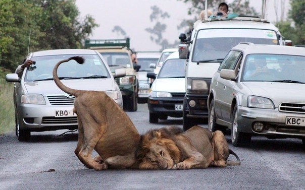 Двое игривых львов организовали затор на дороге в национальном парке Найроби