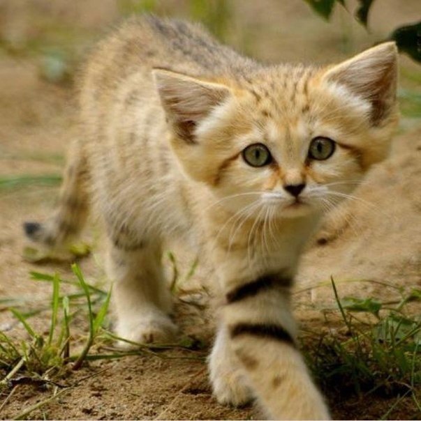 Арабская песчаная кошка.