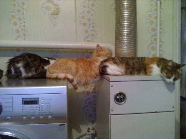 Кот, который не определился со спальным местом )))