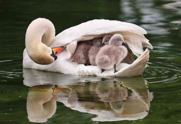 Самая милая фотография в мире - мама-лебедь шипун пригревает под своим крылом своих шестерых лебедят, маленьких пушистых комочков, и переплывает озеро.