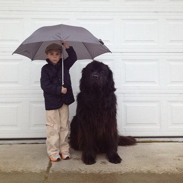 Фотограф Сташа Бекер сделала серию снимков своего 4-летнего сына Джулиана вместе с его лучшим другом- ньюфаундлендом Максом.