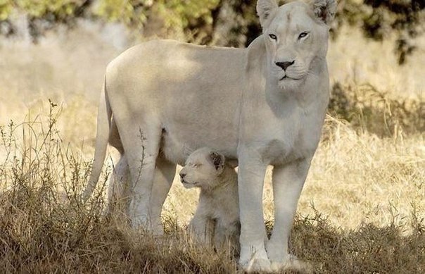 В дикой природе эта порода альбиносов встречается в основном в Южной Африке и находится под угрозой исчезновения. По оценкам зоологов, во всем мире осталось около 300 белых львов, причем 24 их них живут в немецком зоопарке.
