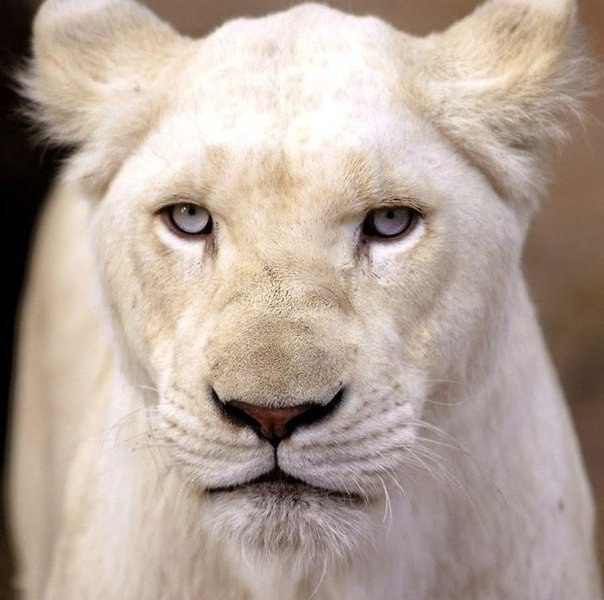 В дикой природе эта порода альбиносов встречается в основном в Южной Африке и находится под угрозой исчезновения. По оценкам зоологов, во всем мире осталось около 300 белых львов, причем 24 их них живут в немецком зоопарке.