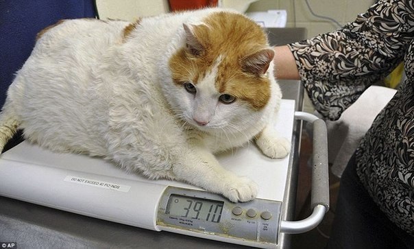18-килограммового кота забрали у хозяина и посадили на диету.