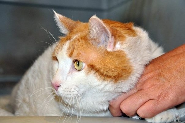 18-килограммового кота забрали у хозяина и посадили на диету.