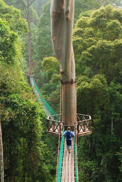 Прогулка по висячим мостам в джунглях острова Борнео, Филлипины. Борнео славится своими древними тропическими лесами.