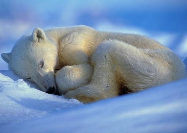 Очаровательное зрелище. Фотографии спящих животных