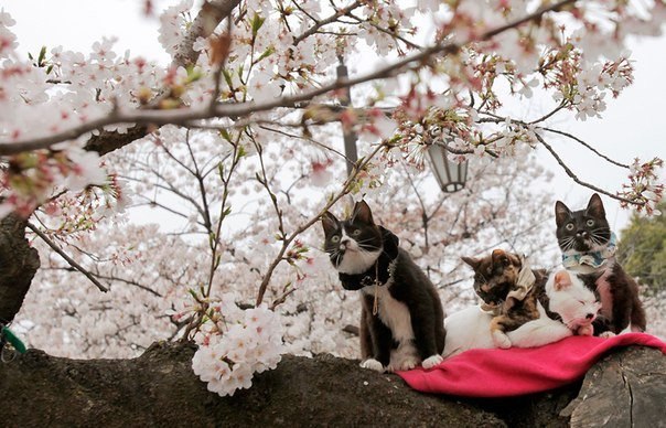 Кошки сидят на цветущей ветке сакуры в Токио.