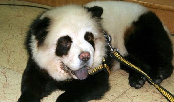 Необычная собака - панда