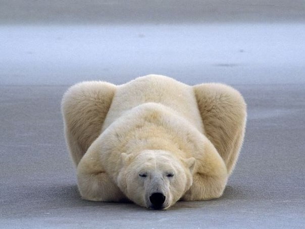 Белый медведь, подобрав под себя лапы, дремлет на льду, Канада.