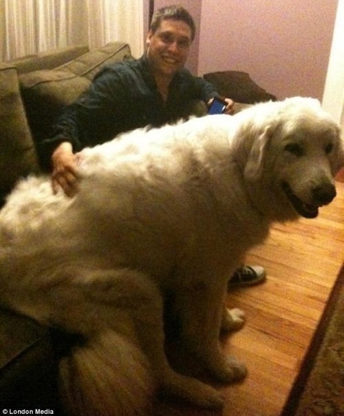 Небольшая подборка реально больших собак.