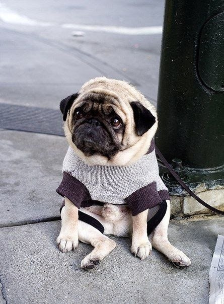 Этот пёсик в свитере очень скучал по своему хозяину, который зашел в кафе в Сан-Франциско. Мимо проходил фотограф Кейси Филдренд, который и запечатлил переживания малыша.