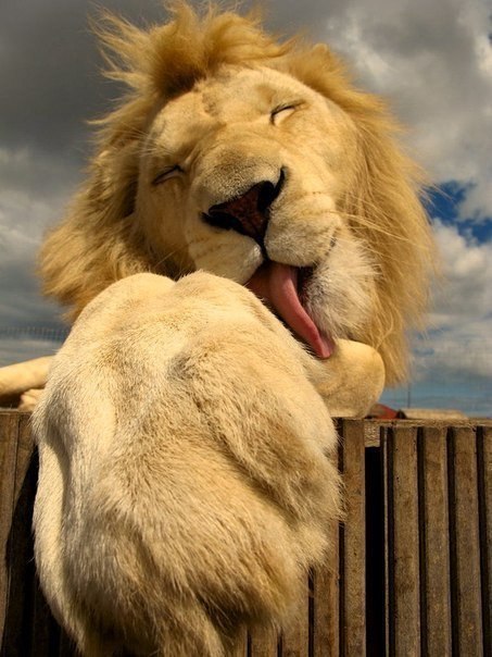 Львы могут быть слишком милыми.