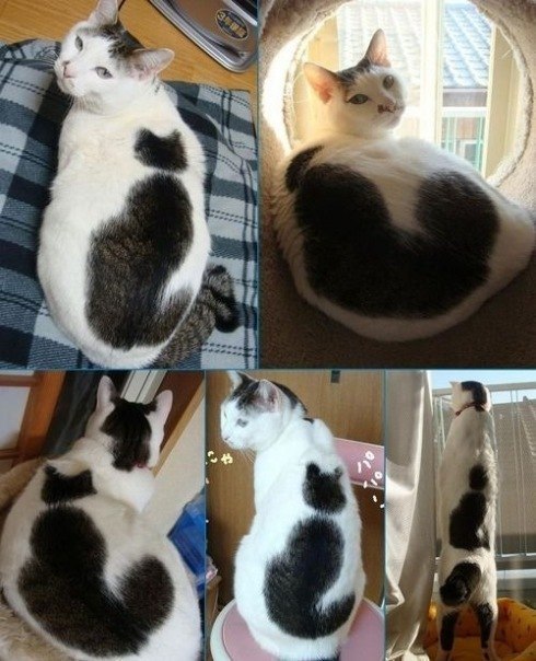 Кот, у которого на спине кот.)