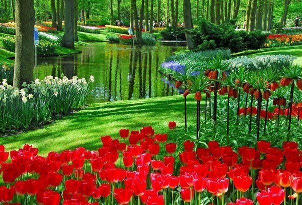 Парк цветов Кейкенхоф в Амстердаме