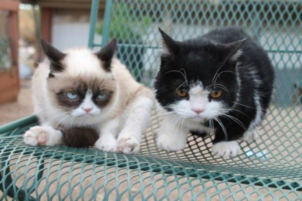 Grumpy Cat - фотосессия с братом