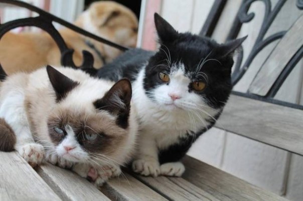 Grumpy Cat - фотосессия с братом