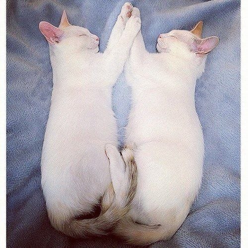 Коты-близнецы Мерри и Пиппин всегда спят в одинаковых позах, словно отражения в зеркале