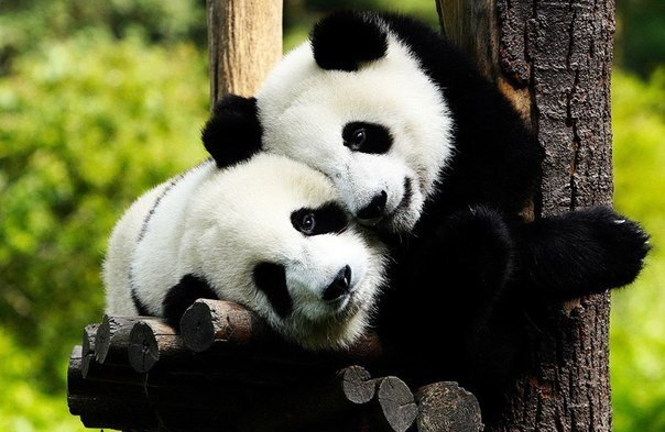 Панда – самое счастливое и миролюбивое животное на планете. Весь день они спят, едят и отдыхают… Вот она, по-настоящему райская жизнь! Смотрите: http://vk.com/fotodoza