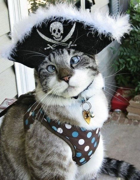 "Спанглс" - самый милый косоглазый кот в интернете.