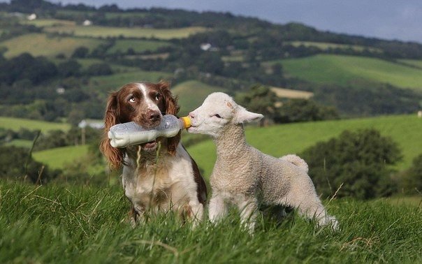 Кокер-спаниель Джесс с фермы Луизы Мурхаус в Девоншире в Великобритании три раза в день помогает своей хозяйке кормить молоком осиротевших ягнят.
