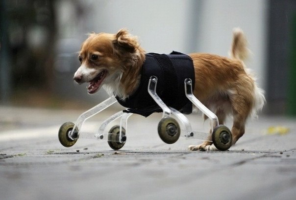 Благодаря изобретению любящего хозяина, 4-х летняя собака Хоппа может передвигаться, даже несмотря на отсутствие передних лап.