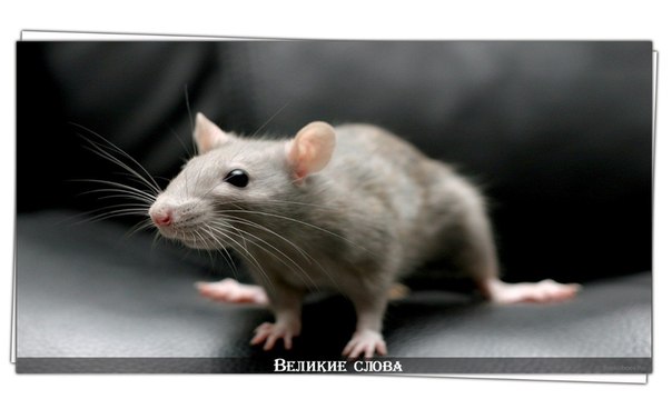 Крыс не любят. Но ежик – крыса с иголками и коротким хвостом. Белка – пушистая крыса с пушистым хвостом. 